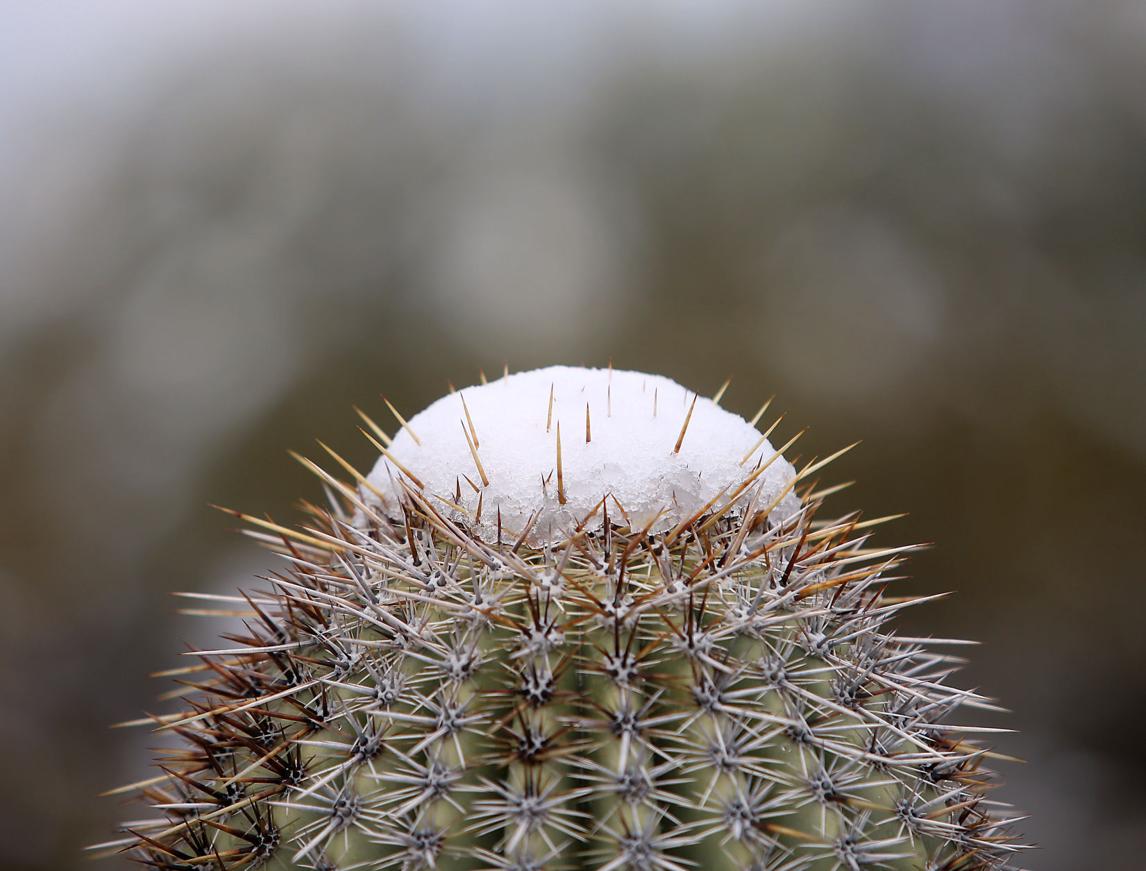 Snow in Southern Arizona